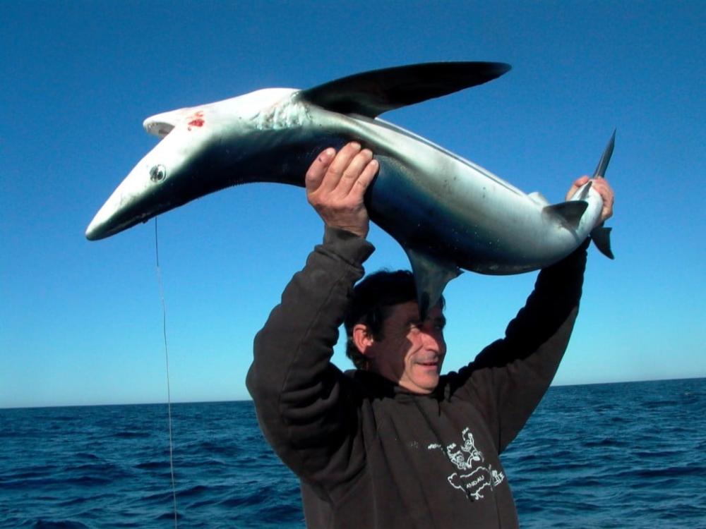 requin